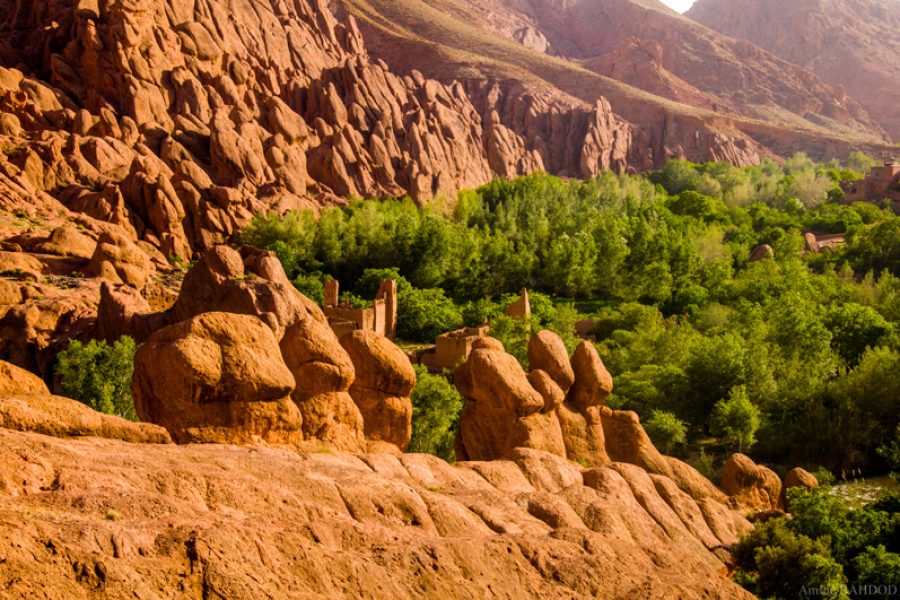 les doigts de singe à la vallée du Dades