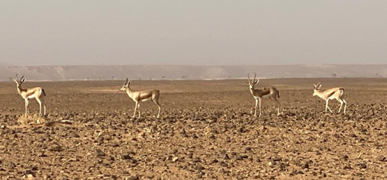 Des gazelles dans le désert